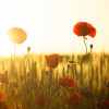 Immagine Laura Ilovar